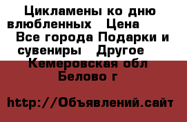 Цикламены ко дню влюбленных › Цена ­ 180 - Все города Подарки и сувениры » Другое   . Кемеровская обл.,Белово г.